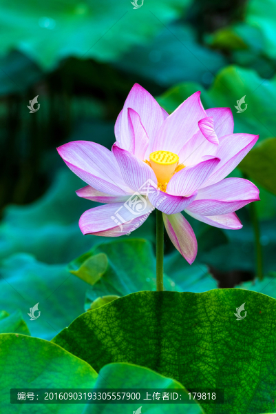 荷花,水生植物