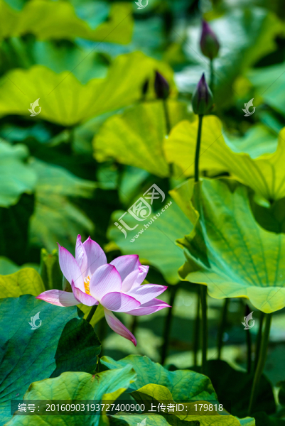 荷花,水生植物