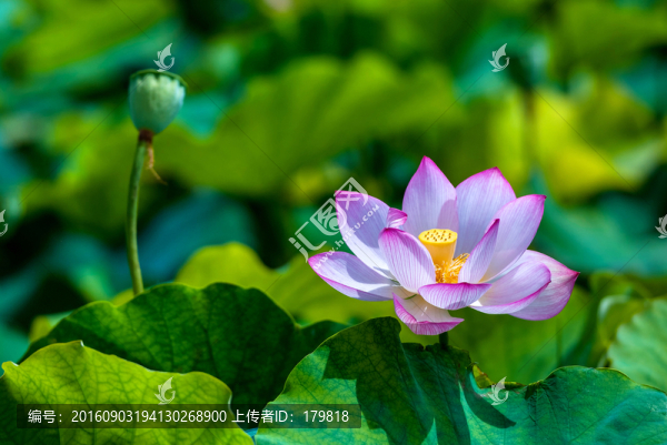 荷花,水生植物