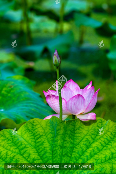 荷花,水生植物