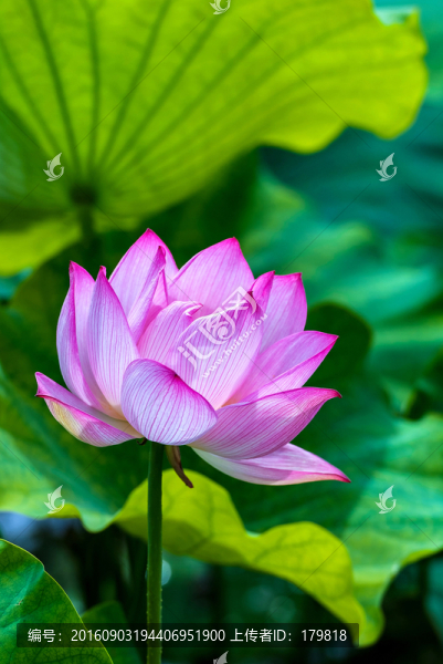 荷花,水生植物