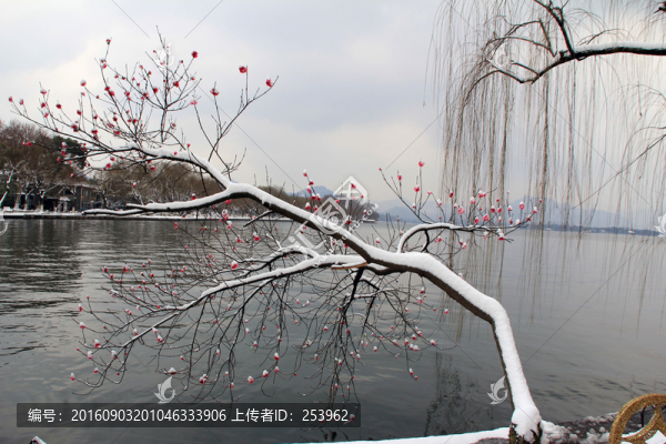 西湖雪