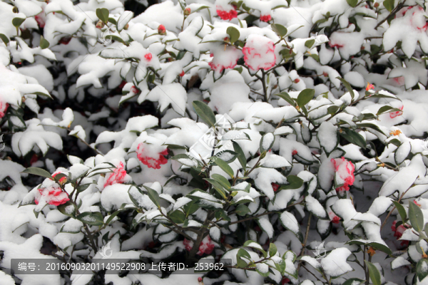 西湖雪