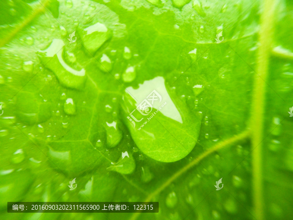 露珠