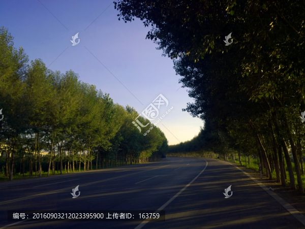 護路林