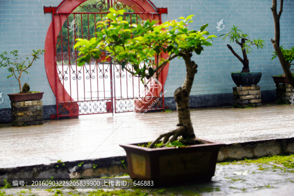 盆景,長青樹,青松