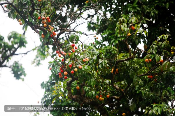 野果子,紅樹莓