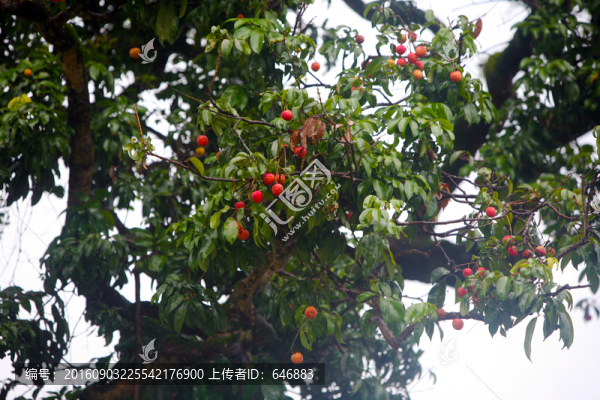野果子,紅樹莓