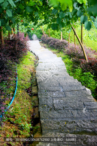 山間小路,山間公路,林間道路