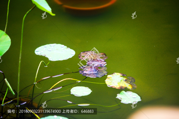 荷葉,睡蓮