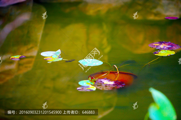 荷葉,睡蓮