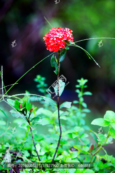 綠葉,鮮花