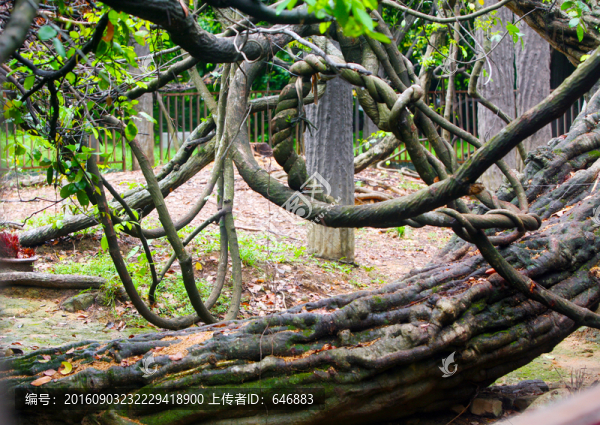 古藤蔓,長壽藤,蛇蔓