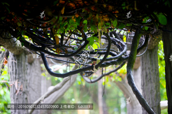 古藤蔓,長(zhǎng)壽藤,蛇蔓