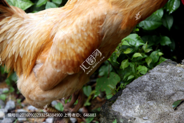 公雞,母雞,散養(yǎng)雞