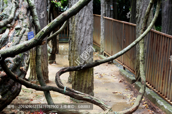 古藤蔓,長壽藤,蛇蔓