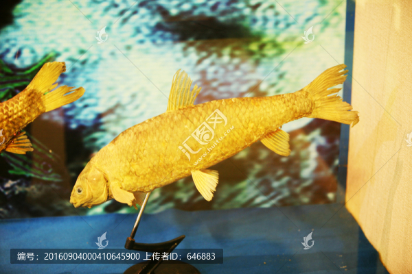 魚(yú)模型,魚(yú)標(biāo)本,深海魚(yú)