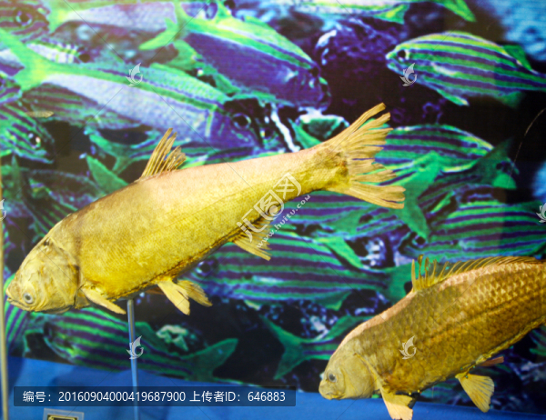 魚模型,魚標(biāo)本,深海魚