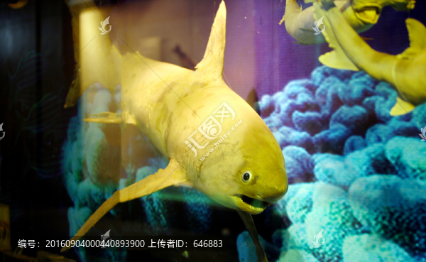沙魚(yú)模型,魚(yú)標(biāo)本,深海魚(yú)