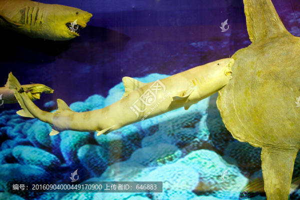 魚模型,魚標本,深海魚