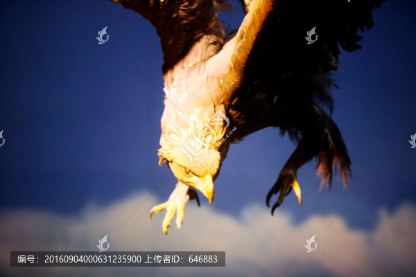 鷹