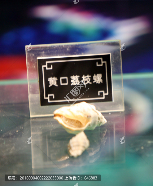 貝殼,海螺