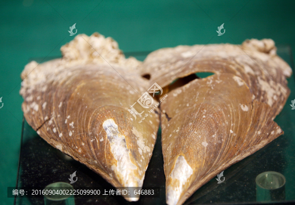 貝殼,海螺