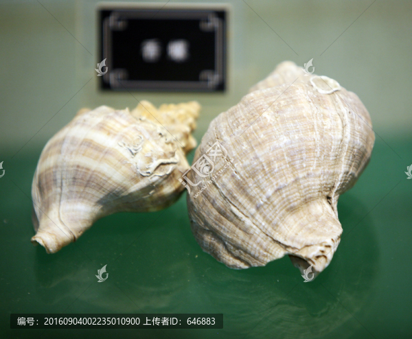 貝殼,海螺