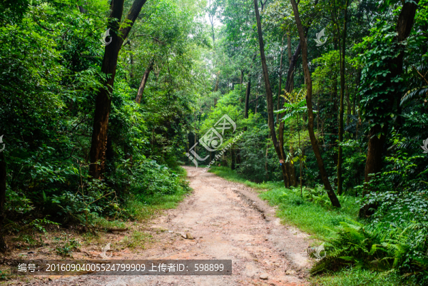 森林小路