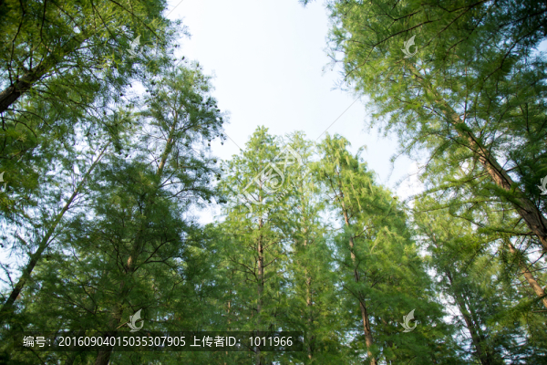 森森,樹木,眾林