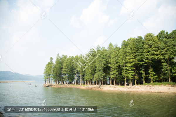 森森,樹木,眾林