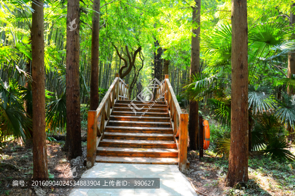 森林公園里的小木橋
