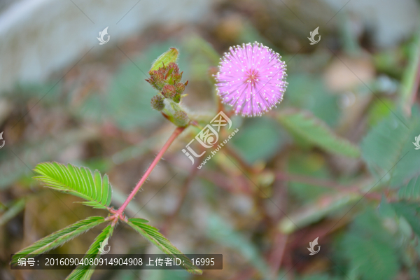 含羞草