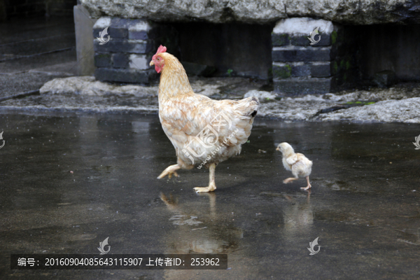 母雞和小雞