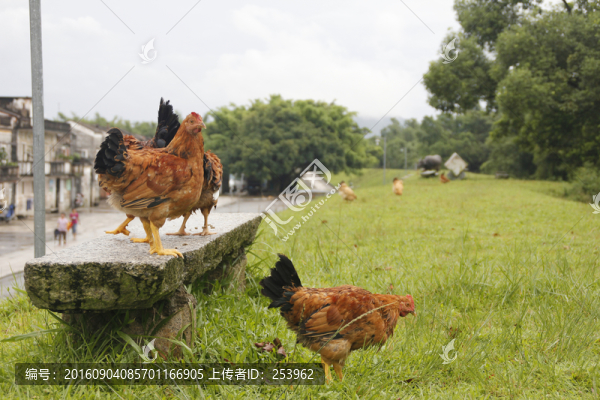 散養(yǎng)雞