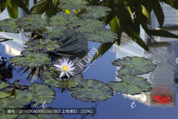 香港室內(nèi)花園
