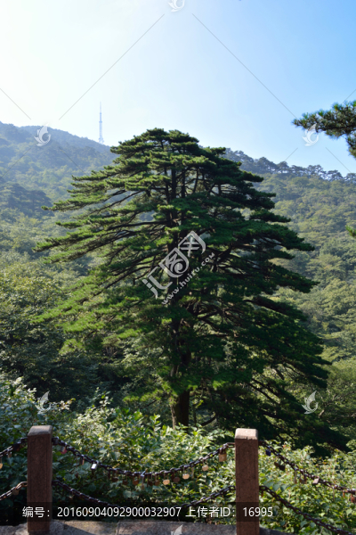 黃山團(tuán)結(jié)松