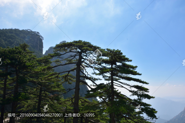 黃山迎客松
