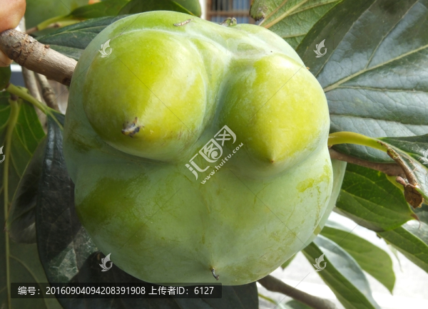 怪異柿子