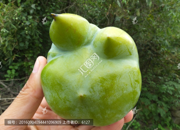 怪異柿子