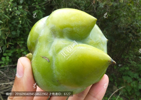 怪異柿子