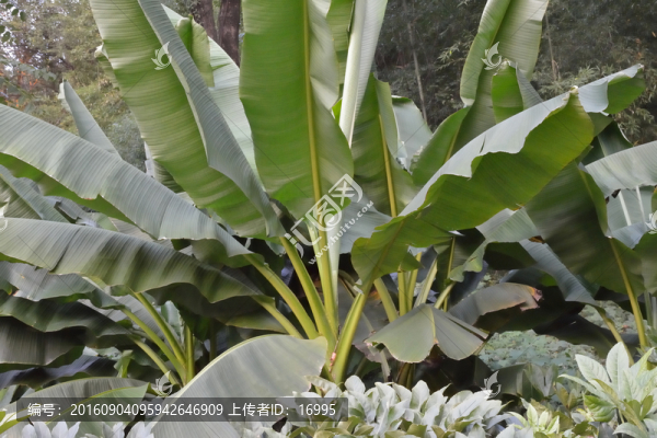 芭蕉