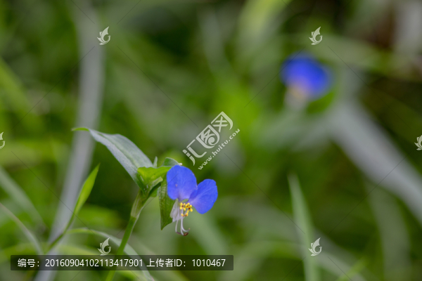 鴨跖草