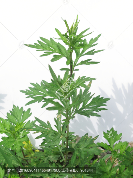 艾草