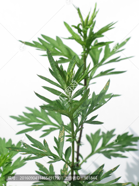 艾草