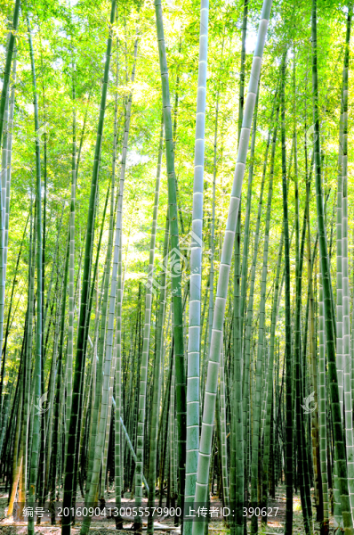 竹林