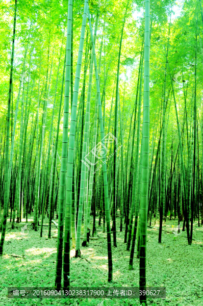 竹林