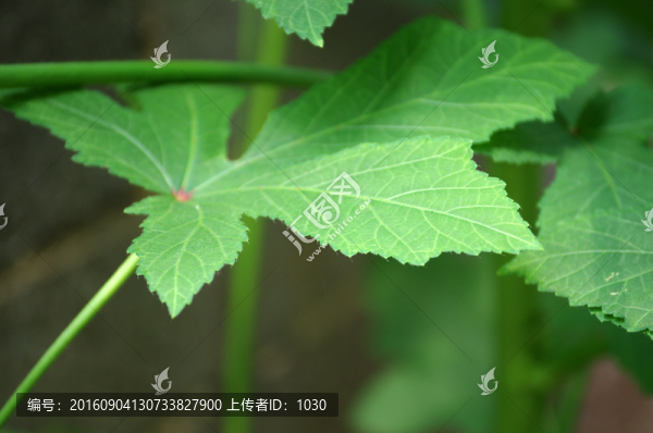 秋葵葉