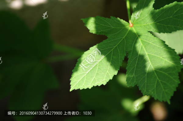 秋葵葉