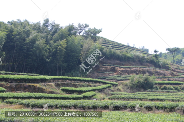 長龍茶園